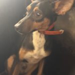 Mischling Miko, 05/2023, ca. 40 cm