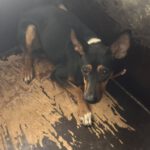 Mischling Miko, 05/2023, ca. 40 cm