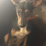 Mischling Miko, 05/2023, ca. 40 cm