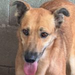 Mischling Minerva, 11/2023, ca. 45- 50 cm