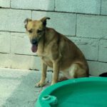 Mischling Minerva, 11/2023, ca. 45- 50 cm