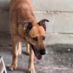 Mischling Minerva, 11/2023, ca. 45- 50 cm