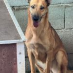 Mischling Minerva, 11/2023, ca. 45- 50 cm