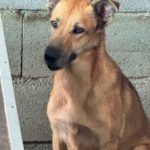 Mischling Minerva, 11/2023, ca. 45- 50 cm