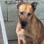 Mischling Minerva, 11/2023, ca. 45- 50 cm