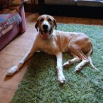 Herdenschutzhund Mischling Moisès, 06/2024, ca. 70 cm, 14947 Nuthe-Urstromtal