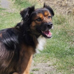 Mischling Momo, 10/2022, ca. 55- 60 cm, 56727 Mayen