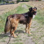 Mischling Momo, 10/2022, ca. 55- 60 cm, 56727 Mayen