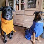 Mischling Momo, 10/2022, ca. 55- 60 cm, 56727 Mayen