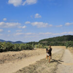 Mischling Momo, 10/2022, ca. 55- 60 cm, 56727 Mayen