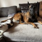 Malinois Mulan, 05/2021, ca. 65 cm, 94127 Neuburg am Inn