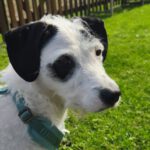 Mischling Nala, 07/2024, ca. 45 cm, 61200 Wölfersheim