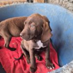 Mischling Nala, 06/2025, ca. 43 cm