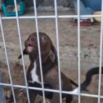 Mischling Nala, 06/2025, ca. 43 cm