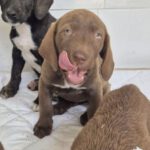 Mischling Nala, 06/2025, ca. 43 cm