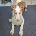 Podenco Nely, 01/2025, Endgröße ca. 45 cm, 65468 Trebur