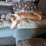 Podenco Nely, 01/2025, Endgröße ca. 45 cm, 65468 Trebur