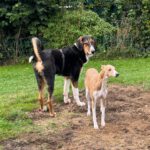 Mischling Nielsson, 01/2025, Endgröße ca. 70 cm, 22846 Norderstedt