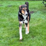 Mischling Nielsson, 01/2025, Endgröße ca. 70 cm, 22846 Norderstedt