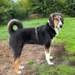 Mischling Nielsson, 01/2025, Endgröße ca. 70 cm, 22846 Norderstedt