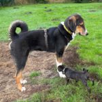 Mischling Nielsson, 01/2025, Endgröße ca. 70 cm, 22846 Norderstedt