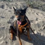 Mischling Nikko, 08/2016, ca. 50 cm