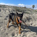 Mischling Nikko, 08/2016, ca. 50 cm