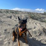 Mischling Nikko, 08/2016, ca. 50 cm