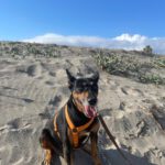 Mischling Nikko, 08/2016, ca. 50 cm