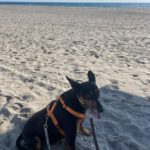 Mischling Nikko, 08/2016, ca. 50 cm