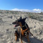 Mischling Nikko, 08/2016, ca. 50 cm