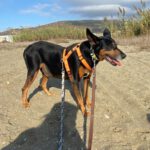 Mischling Nikko, 08/2016, ca. 50 cm