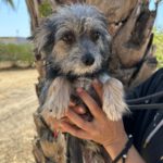 Mischling Nilo, 04/2024, ca. 25 cm