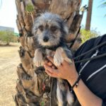 Mischling Nilo, 04/2024, ca. 25 cm