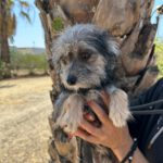 Mischling Nilo, 04/2024, ca. 25 cm