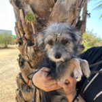 Mischling Nilo, 04/2024, ca. 25 cm