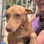 Podenco Nina, 04/2024. ca. 40 cm