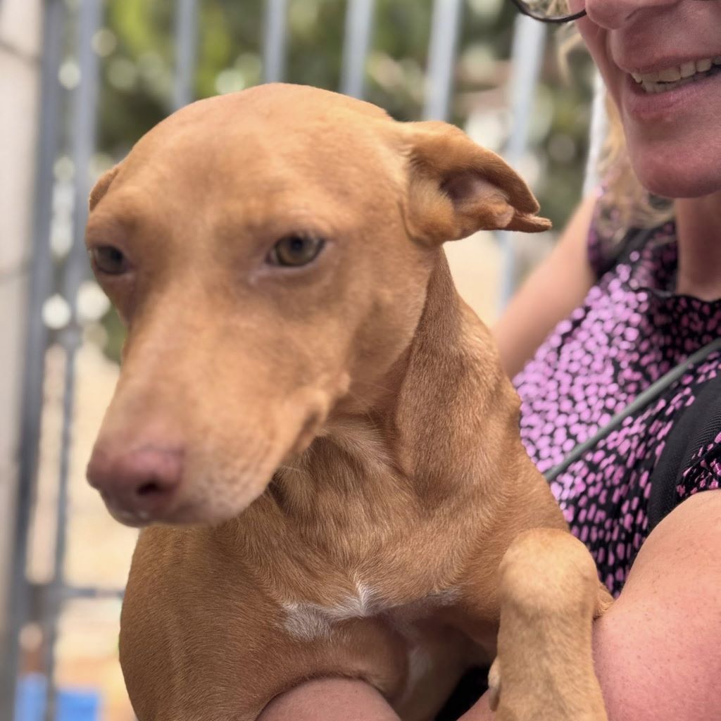 Podenco Nina, 04/2024. ca. 40 cm