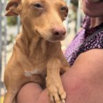 Podenco Nina, 04/2024, ca. 40 cm