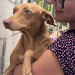 Podenco Nina, 04/2024, ca. 40 cm