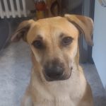 Mischling Ñoño, 10/2024, ca. 68 cm, 76185 Karlsruhe