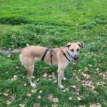 Mischling Ñoño, 10/2024, ca. 68 cm, 76185 Karlsruhe