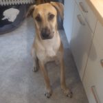 Mischling Ñoño, 10/2024, ca. 68 cm, 76185 Karlsruhe