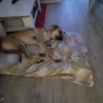 Mischling Ñoño, 10/2024, ca. 68 cm, 76185 Karlsruhe