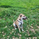 Mischling Ñoño, 10/2024, ca. 68 cm, 76185 Karlsruhe