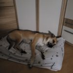 Mischling Ñoño, 10/2024, ca. 68 cm, 76185 Karlsruhe