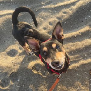 Pinscher Mischling Norman, 08/2021, ca. 35 cm