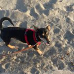 Pinscher Mischling Norman, 08/2021, ca. 35 cm