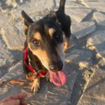 Pinscher Mischling Norman, 08/2021, ca. 35 cm