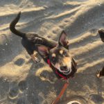 Pinscher Mischling Norman, 08/2021, ca. 35 cm